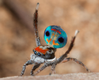 <i>Maratus amabilis</i> Karsch, 187