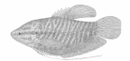 <I>Tricopodus pectoralis</I>