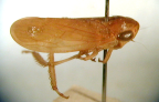 <I>Austrotartessus flavus </I>(Evans), adult male.