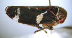 <I>Eurymeloides punctata </I>(Signoret), adult.