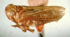 <i>Apsadaropteryx elongatulus</i> (Kirkaldy), syntype male.