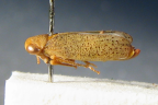 <i>Austroagalloides karoondae</i> Evans, type species of <i>Austroagalloides</i> Evans.