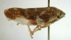 <i>Anyllis spinostylus</i> Liang, adult male (mounted ex ethanol).