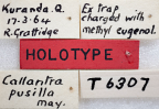 <i>Callantra pusilla</i> Holotype label