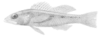 <I>Chelidoperca pleurospilus</I> syntype