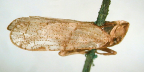 <i>Aubirestus semicirculatus</i> Löcler & Larivière, adult