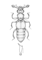 <I>Dichocoryna australasiae </I>Chandler