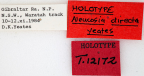 <i>Aleucosia directa</i> Holotype label