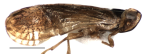 <i>Nesochlamys jubatus</i> Löcker, holotype male