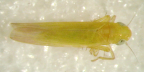 <I>Zygina zealandica</I> (Myers), adult male.