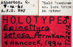 <i>Epinettyra setosa</i> Holotype label