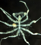 <I>Paranymphon bifilarium</I> from WA, dorsal view (in Automontage Leica system)