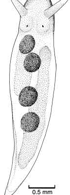 Family Vayssiereidae. <i>Vayssierea caledonica</i>. (from Beesley, Ross & Wells 1998) [S. Weidland]
