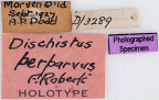 <i>Dischistus pallidoventer</i> Holotype label