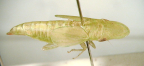 <i>Hecalus pallescens</i> Stål, brachypterous female.