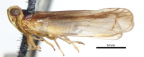 <i>Yamirrina vittipennis</i> (Muir), holotype female.