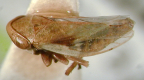 <i>Ipelloides macleayi</i> Evans, type species of <i>Ipelloides</i> Evans.