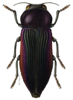 <I>Neobubastes aureocincta</I> [artist André Olwage]