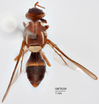 <i>Dacus (Bactrocera) romigae</i> Holotype