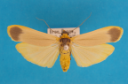 <i>Brunia dorsalis</i> (Walker, 1866), male