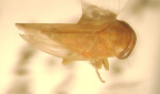 <I>Zaletta nereias </I>(Kirkaldy), adult female.
