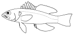 Serranidae: Serraninae