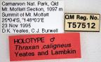 <i>Thraxan caligneus</i> Holotype label
