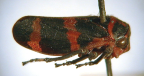 <I>Eurymelops rubrovittata </I>(Amyot & Serville), adult.