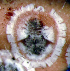 Habitus puparia of <I>Dumbletoniella pittospori</I>
