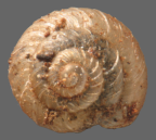 <em>Magilaoma canobla</em>, dorsal view. 
Diameter of shell: 2.5 mm.
