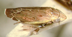 <i>Micrelloides molaris</i> Evans, type species of <i>Micrelloides</i> Evans (= <i<>M. polemon</i> (Kirkaldy)).