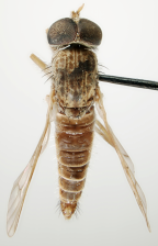 <I>Neodialineura tessella</I>  Male