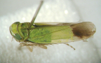 <I>Nephotettix virescens </I>(Distant), adult female.