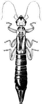 Pygidicranidae
