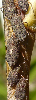 Group of Giant Willow Aphids on Golden Upright Willow on Molonglo River, Weston, April 2014