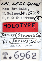 <i>Dacus (Strumeta) trifarius</i> Holotype label