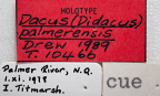 <i>Dacus (Didacus) palmerensis</i> Holotype label