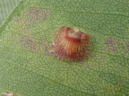 <i>Cardiaspina fiscella</i> on Eucalyptus botryoides</i>, Norfolk Island