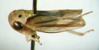 <I>Pedioscopus disjunctus </I>Baker, adult.