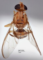 <i>Bactrocera (Hemizeugodacus) ektoalangiae</i> Holotype