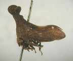 <i>Eutryonia monstrifer</i> (Walker), type species of <i>Eutryonia</i> Goding.
