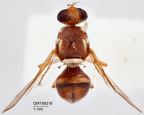 <i>Bactrocera (Bactrocera) speewahensis</i> Holotype