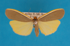 <i>Palaeosia bicosta</i> (Walker, 1854), male