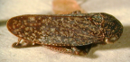 <i>Rhotidoides sidnica</i> Evans, adult.