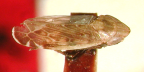 <I>Micrelloides polemon </I>(Kirkaldy), lectotype male.