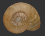 <em>Echotrida substrangeoides</em>, dorsal view.
Diameter of shell:11 mm