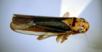 <i>Ishidaella albomarginata</i> (Signoret), adult.