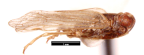 <i>Ozoliarus triangularis</i> Löcker, holotype male