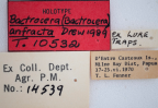 <i>Bactrocera (Bactrocera) anfracta</i> Holotype label