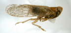 <I>Yarnikada ulliae</I> Löcker & Fletcher, holotype